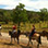 Horseback Riding Tours