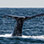 Boquete Whale Watching Tours