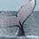 Boquete Whale Watching Tours