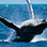 Boquete Whale Watching Tours