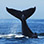 Boquete Whale Watching Tours