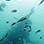 2 Tank Bocas del Toro Dive