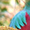Birding Boquete Panama