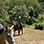 Boquete Horseback Riding Tour