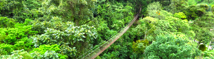 Boquete Tree Trek Hanging Bridges Panama