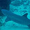Caribbean 2 Tank Scuba