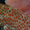 Caribbean 2 Tank Scuba