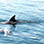Dolphin Bay Catamaran Snorkeling Tour