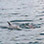 Dolphin Bay Catamaran Snorkeling Tour
