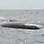 Gulf of Chiriqui Sea Kayaking & Whale Watching