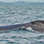 Gulf of Chiriqui Sea Kayaking & Whale Watching