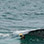 Gulf of Chiriqui Sea Kayaking & Whale Watching