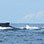 Panama Whale Watching Gulf of Chiriqui + Island Beach Break