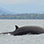 Panama Whale Watching Gulf of Chiriqui + Island Beach Break