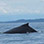 Panama Whale Watching Gulf of Chiriqui + Island Beach Break