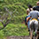 Boquete Horseback & Hot Springs Tour