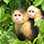 Monkey Island & Indian Village Combo Tour