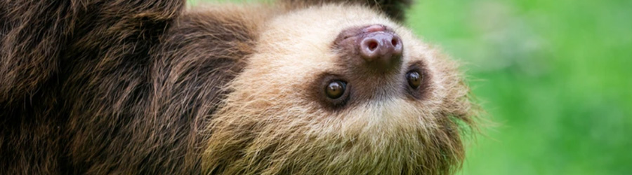 Monkey Island + Sloth Sanctuary Panama