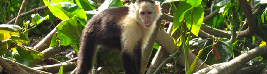 Monkey Island + Sloth Sanctuary Panama