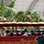 Hop On Hop Off Panama City Sightseeing Tour