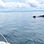 Panama Whale Watching Private Charters