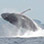 Whale Watching Tour from Contadora Island
