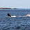 Pearl Islands Panama Whale Watching & Chapera Island Beach Break