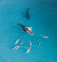 Bay of Panama Whale Watching Express