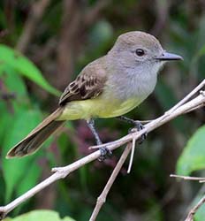 Bird Watching Metropolitan Natural Park