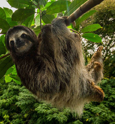 Monkey Island + Sloth Sanctuary Panama