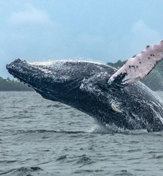 Small Group Pearl Islands Whale Watching Tour