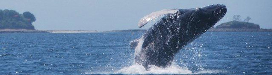 Avistamiento de Ballenas desde La Isla Contadora