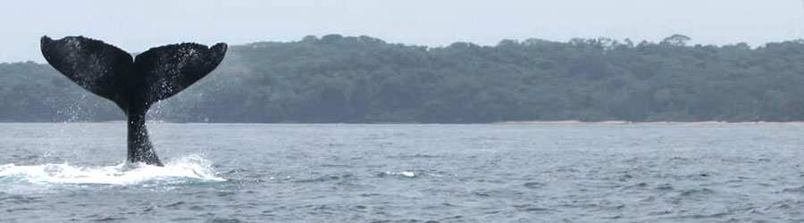 Flota Privada para el Avistamiento de Ballenas en Panamá