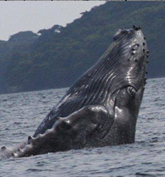 Avistamiento de Ballenas desde La Isla Contadora