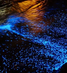 Excursión de Bioluminiscencia – La Fiesta del Resplandor de la Naturaleza