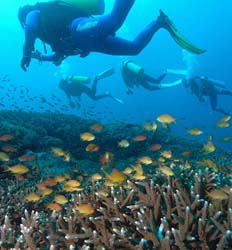 Excursión de Buceo de 2 Tanques en Bocas Del Toro