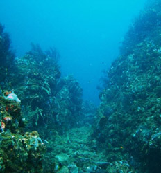 Excursión de Buceo en la Roca del Tigre - Excursión de Día Completo