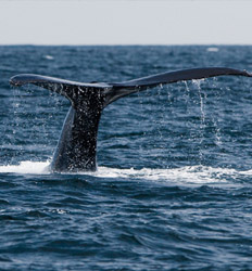 Kayak en el Mar del Golfo de Chiriquí & Avistamiento de Ballenas