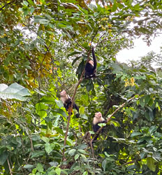 Santuario de Monos de Isla de los Monos en Bocas